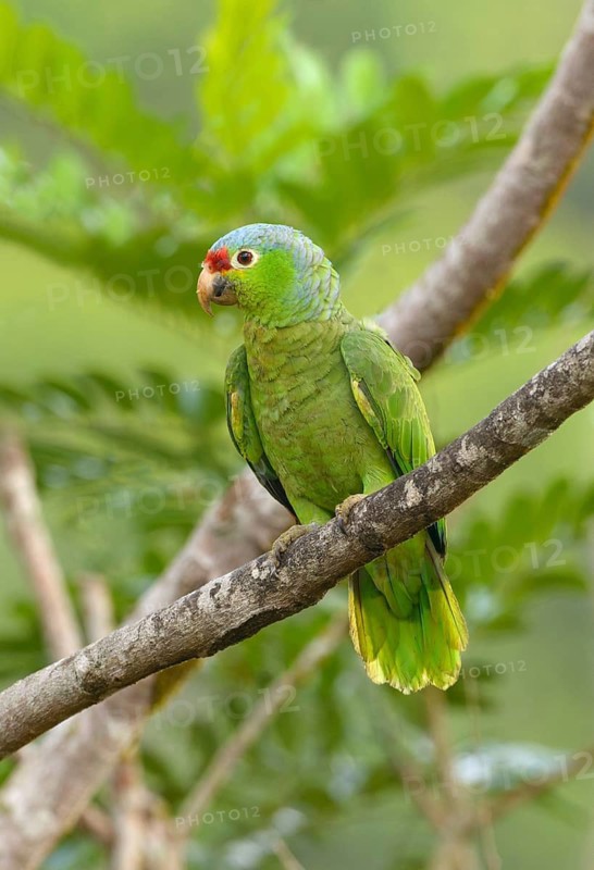 Red-fronted Parrot (Poicephalus gulielmi) at Laguna Lagarto Lodge near Boca Tapada, Costa Rica