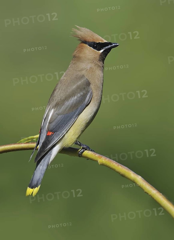 Cedar Waxwing (Bombycilla cedrorum), British Columbia, Canada
