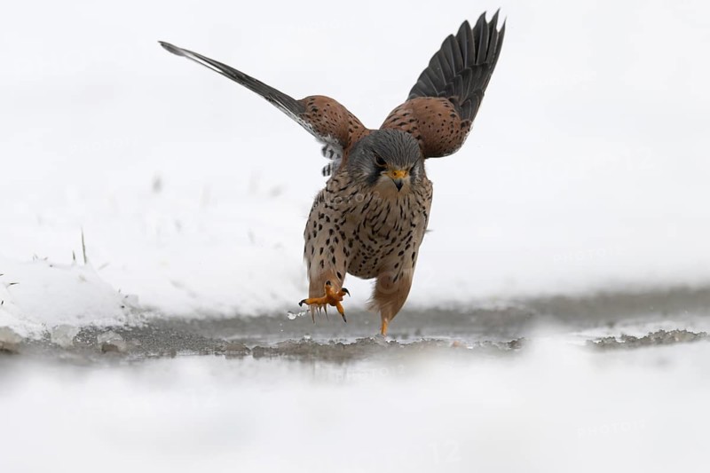 Kestrel (Falco tinnunculus) in the snow, Bitburg, Rhineland-Palatinate, Germany