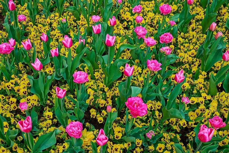 A colorful garden landscape with pink tulips and yellow flowers in full bloom, spa garden, Kurstadt Bad Orb, Spessart nature park Park, Main Kinzig Kreis, Hesse, Germany
