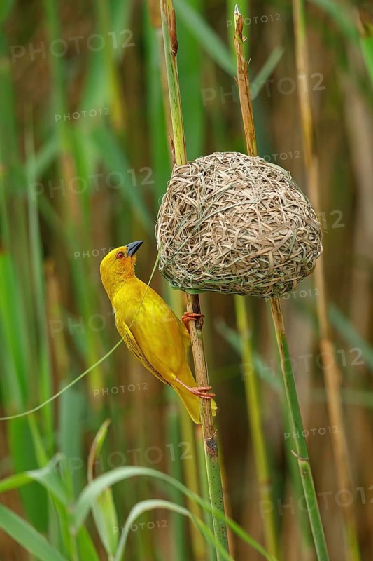 A gold weaver building a nest, iSimangaliso Wetland Park, St Lucia, KwaZulu-Natal, South Africa