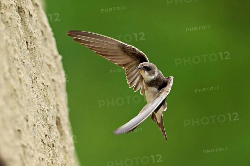 Sand martin (Riparia riparia), approaching the breeding tube, Reussegg nature reserve, Canton Aargau, Switzerland