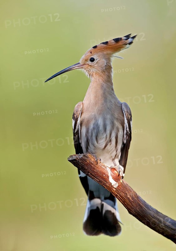 Eurasian Hoopoe (Upupa epops) perched on a branch, Aosta Valley, Italy