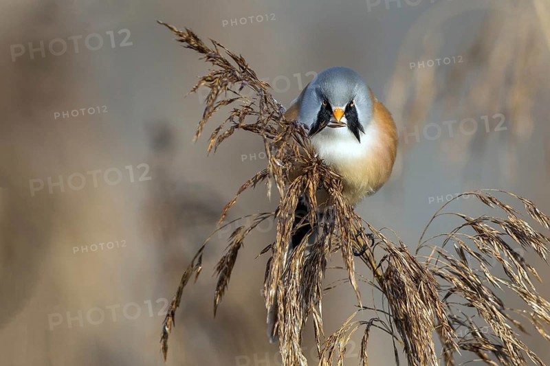 Bearded tit sitting on reed stalk, (Panurus biarmicus), Federsee lake, Baden-Württemberg, Federal Republic of Germany