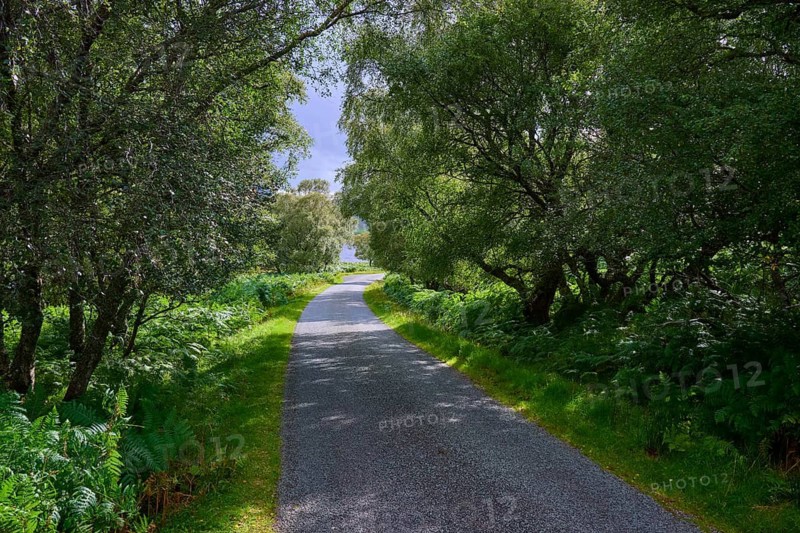 A narrow woodland path leads through lush greenery under a cloudy sky surrounded by thick trees, Loch Naver, Lairg, Scotland, United Kingdom, United Kingdom