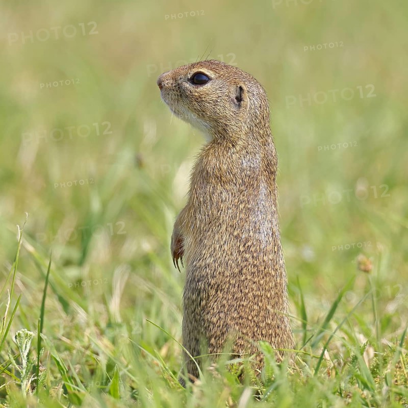 European ground squirrel (Spermophilus citellus) standing upright in a meadow, animal portrait, Burgenland Austria