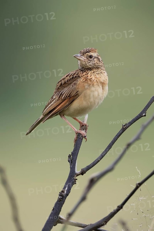 Bush Pipit (Anthus caffer), adult, on tree, perch, Pilanesberg National Park, North West Province, South Africa, Africa, Germany