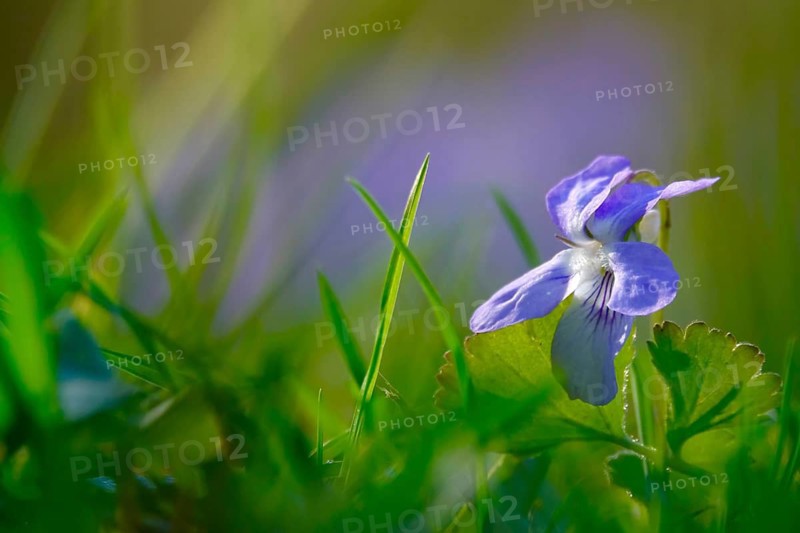 Violets in a garden, spring, Germany