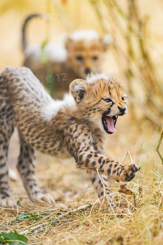 Cheetah (Acinonyx jubatus) youngster stretches and yawns, captive, occurrence Africa