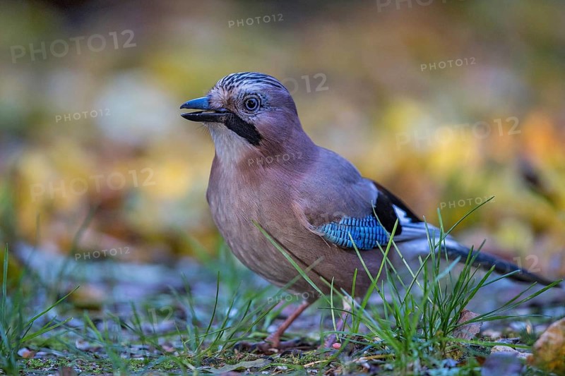Eurasian Jay (Garrulus glandarius) perched on the ground, Bavaria, Germany
