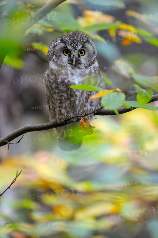Rauhfusskauz (Aegolius funereus), Boreal owl, adultes Tier, Oktober, captive, Nationalpark Bayerischer Wald, Bayern, Deutschland