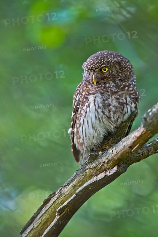 Eurasian Pygmy Owl (Glaucidium passerinum) female perched on a branch, Bavaria, Germany