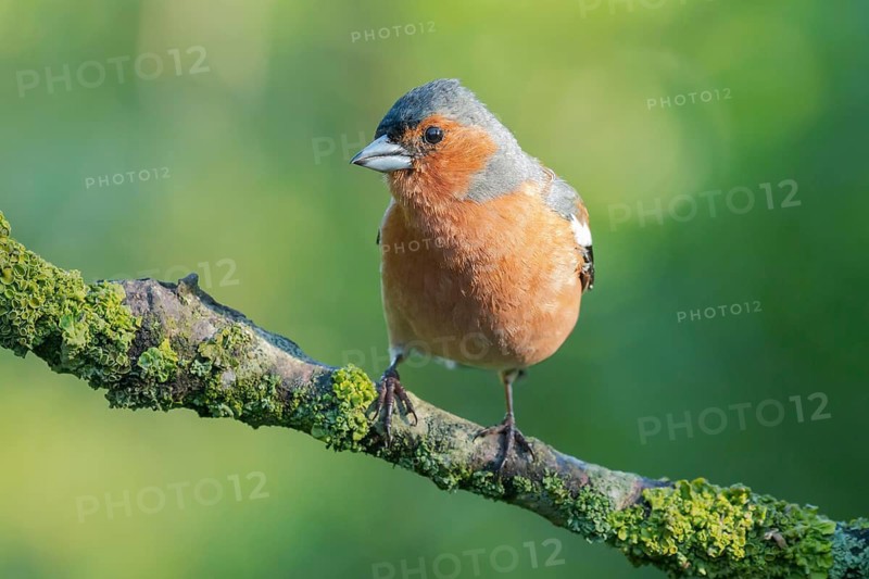 Common Chaffinch (Fringilla coelebs) male perched on a branch, Lower Saxony, Germany