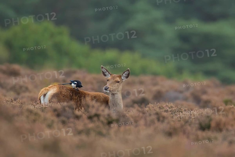 Red deer (Cervus elaphus) adult female hind animal with a Magpie bird on its back in heathland in autumn, England, United Kingdom