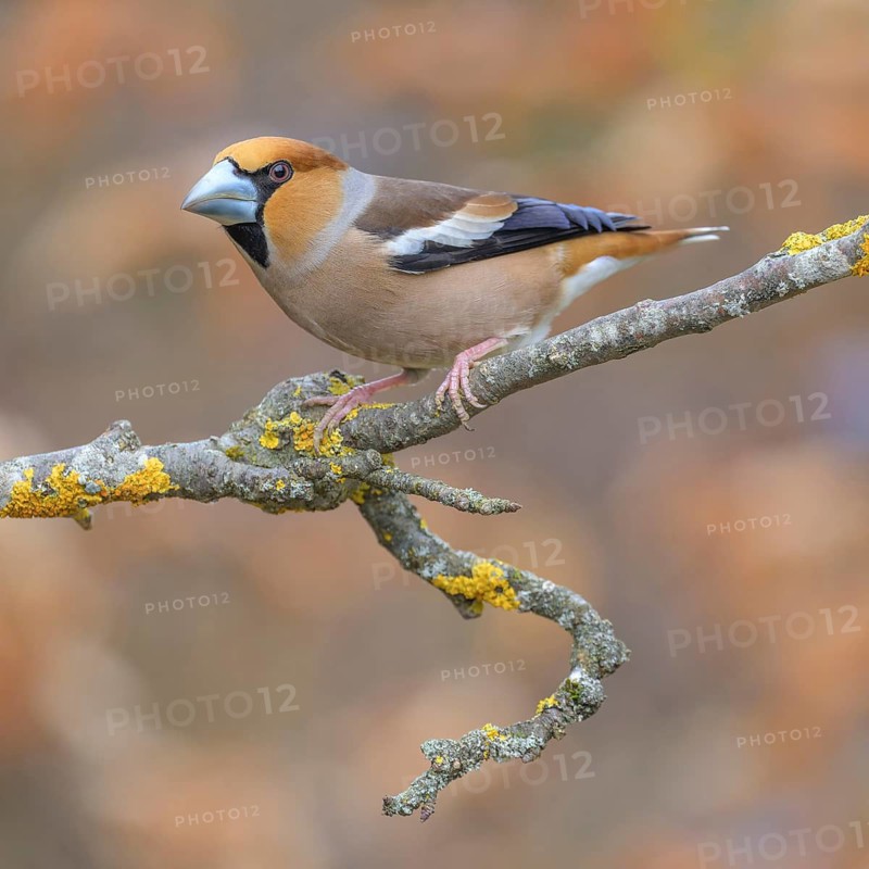 Hawfinch (Coccothraustes coccothraustes), male in breeding plumage on a lichen-covered branch, Swabian Alb biosphere reserve, Baden-Württemberg, Germany