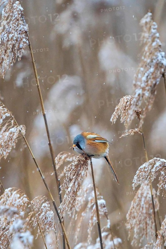 Bearded Reedling (Panurus biarmicus) male perched in reedbed, Baden-Wuerttemberg, Germany