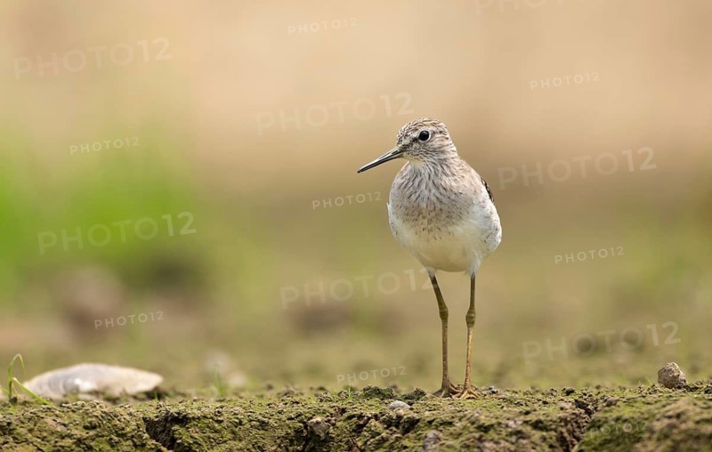 A Wood Sandpiper (Tringa glareola), sreepur, Gazipur, bangladesh