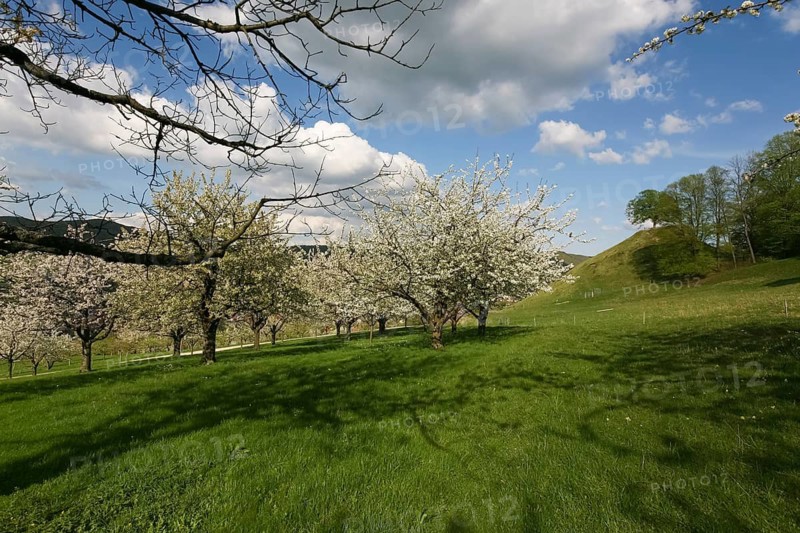 Dettinger Kirschenweg and Kirschenheimat, cherry growing tradition in the Erms Valley, cherry tree (Prunus avium), white blossoms, cherry blossoms, blossom dream, meadow, lawn, clouds, pleasure hiking trail, spring, Dettingen an der Erms, Neckar-Alb region, Baden-Württemberg, Germany