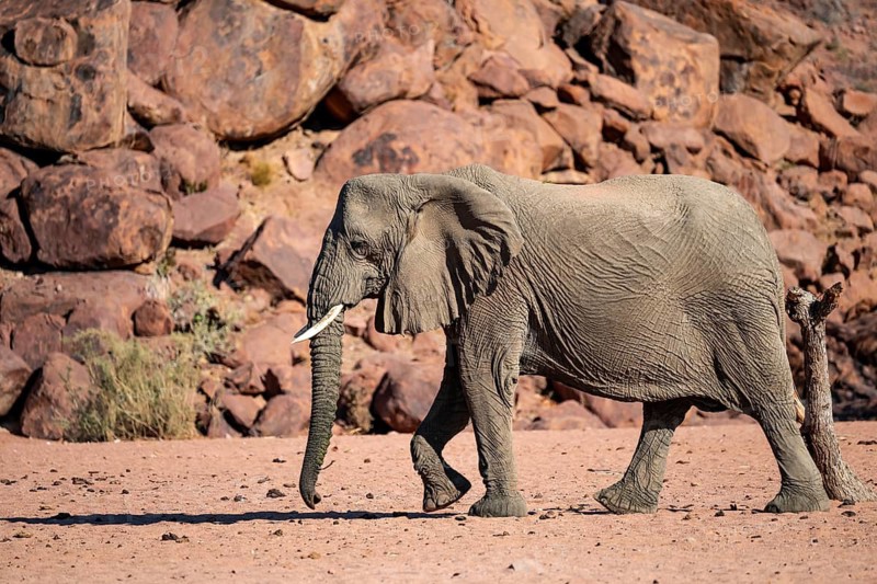 African elephant (Loxodonta africana), desert elephant, riverbed of the Ugab River, Damaraland, Kunene region, Namibia