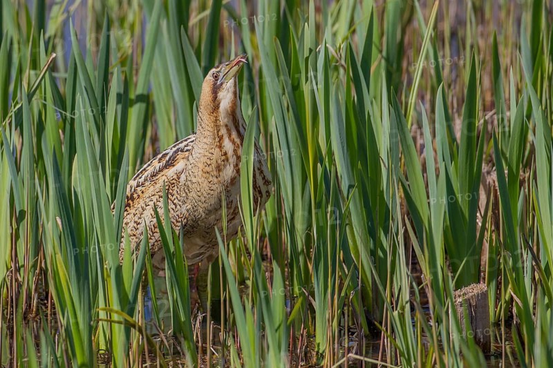 Great or Eurasian bittern (Botaurus stellaris) adult bird in a reedbed in spring, RSPB Minsmere nature reserve, Suffolk, England, United Kingdom