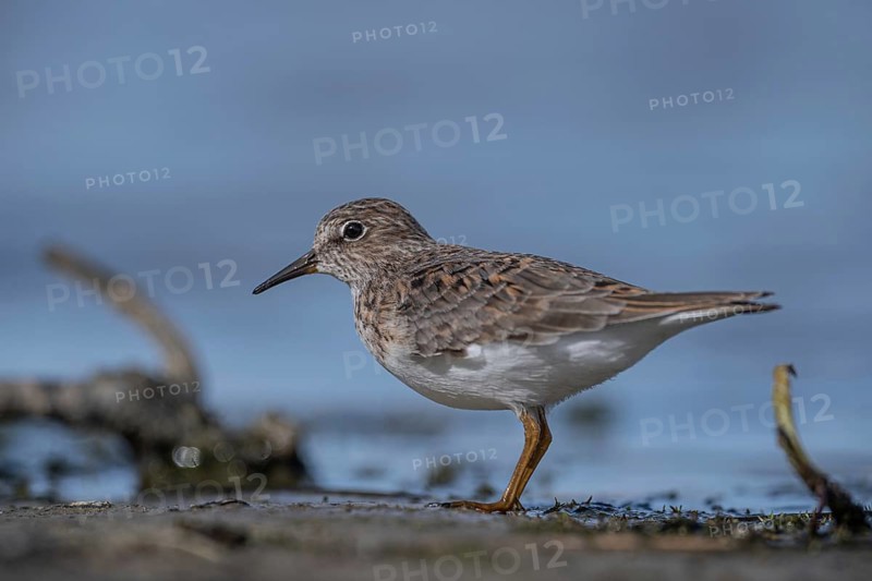 Temminck's Stint (Calidris temminckii) foraging, Schleswig-Holstein, Germany