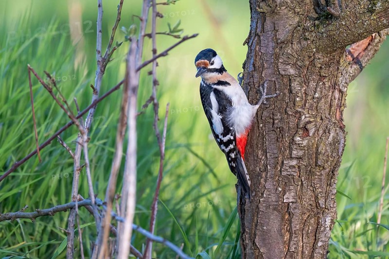 Great spotted woodpecker (Dendrocopos major) on the trunk of a cherry tree in front of a lush green meadow, Baden-Württemberg, Germany