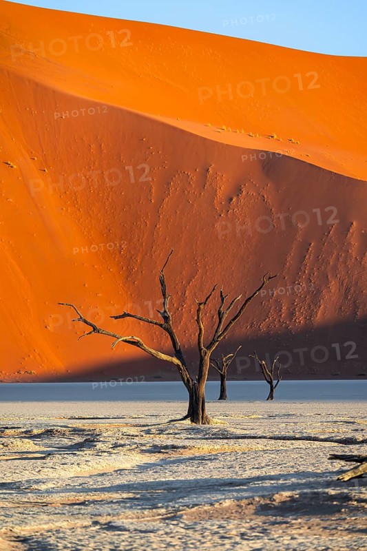 Dead camel thorn trees (Vachellia erioloba), red sand dunes, white salt pan, Dead Vlei, Sossusvlei, Namib Desert, Namib-Naukluft Park, Namibia