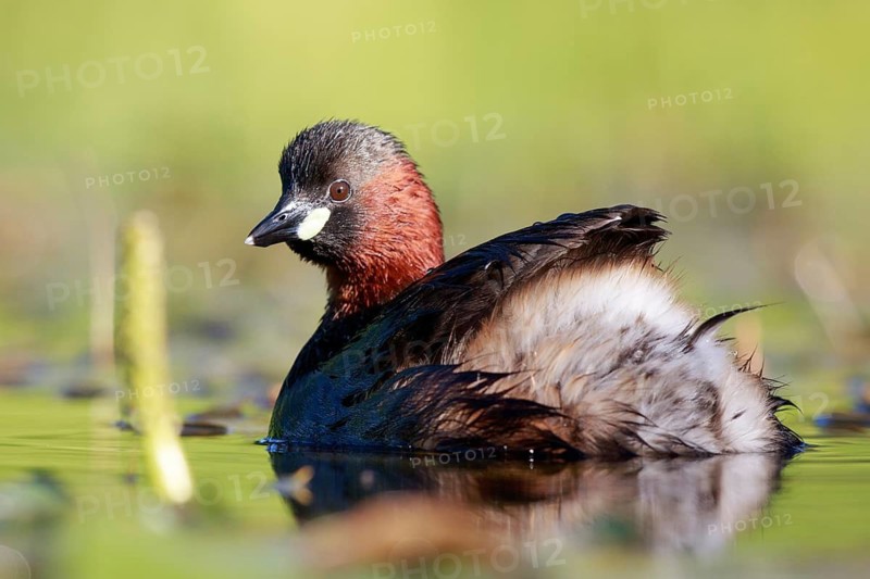 Little Grebe (Tachybaptus ruficollis), North Rhine-Westphalia, Germany
