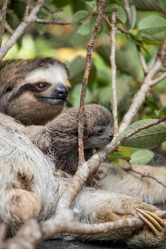 Close up of a cute baby three-toed sloth (Bradypus variegatus) resting on its mother's belly. Manzanillo, Limon, Costa Rica