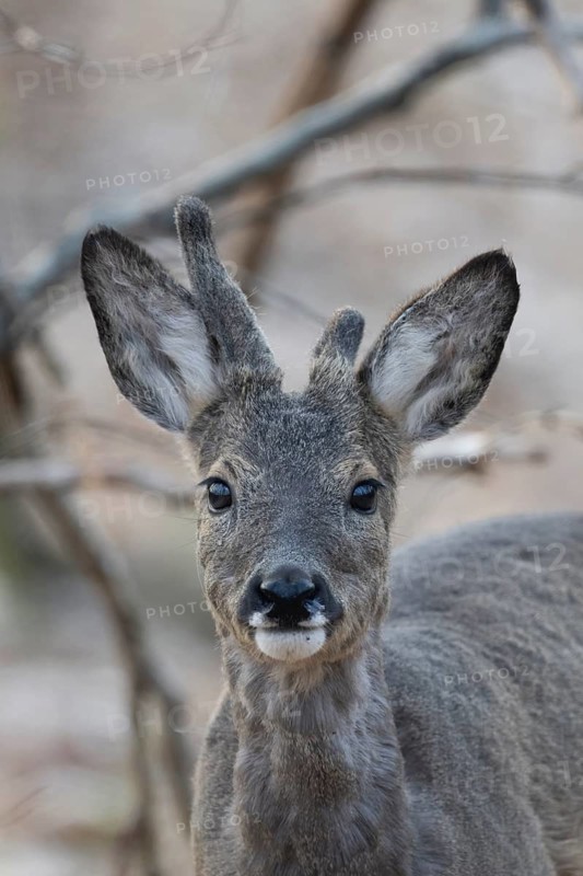 Abnormal roebuck in the bast (Capreolus capreolus), Bitburg, Rhineland-Palatinate, Germany