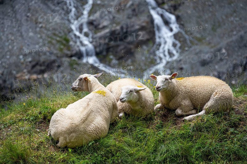 Three sheep (Ovis gmelini aries) sitting in the grass on a steep mountain meadow, Bernese Alps, Bernese Oberland, Switzerland