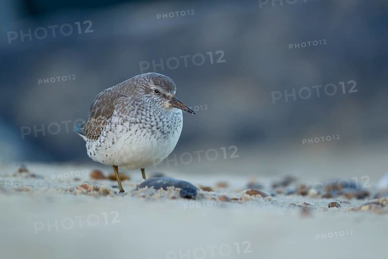 Red knot (Calidris canutus) adult wading bird in winter plumage on a beach, Norfolk, England, United Kingdom