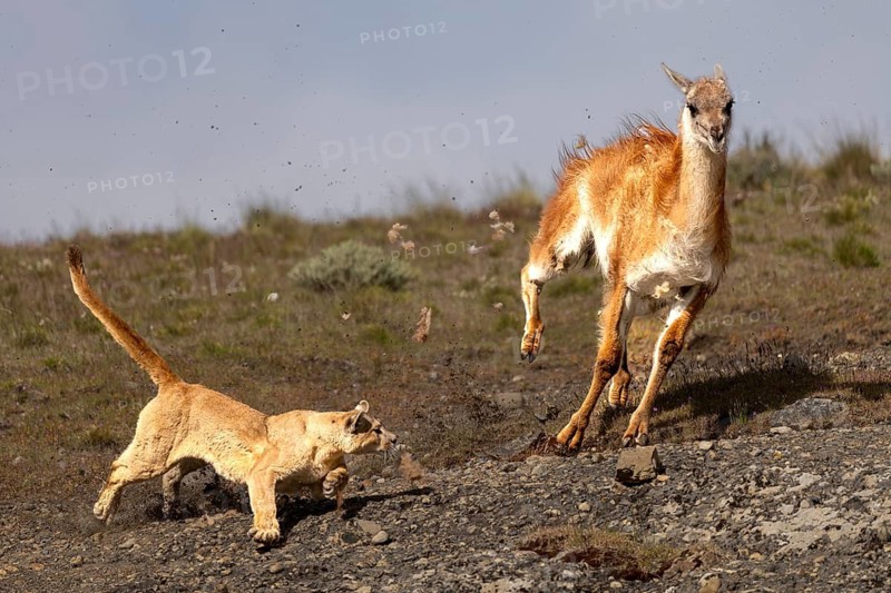 Cougar (Cougar concolor) hunting guanaco (Llama guanicoe), predator and prey in motion on rocky terrain, Torres del Paine National Park, Patagonia, Chile