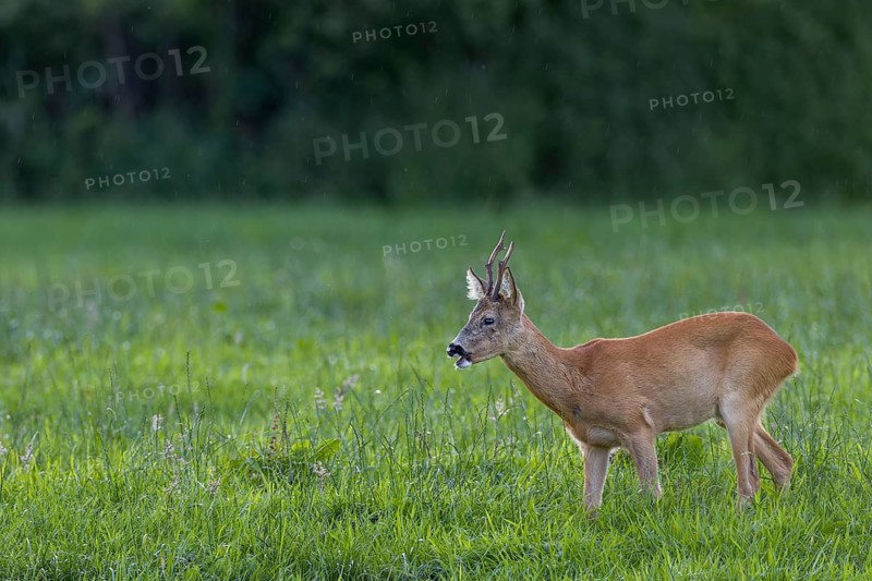 An old roebuck (Capreolus capreolus) attentively observes a conspecific on the opposite side of the river, leaf season, mating season, August, Germany