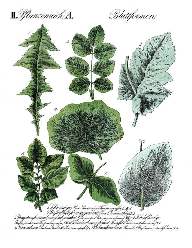 Different leaf forms in the plant kingdom, reproduction of a historical school painting, mural or teaching board, authentic, exact date unknown