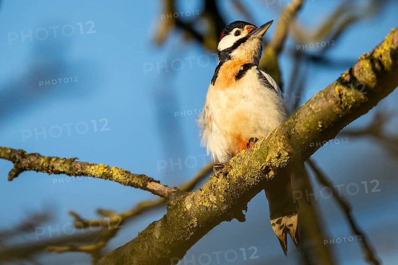 Great spotted woodpecker (Dendrocopos major) in a walnut tree, evening light, Baden-Württemberg, Germany