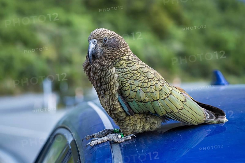 A Kea sits on a car roof. Milford Road, Fiordland National Park, Southland Region, South Island, New Zealand