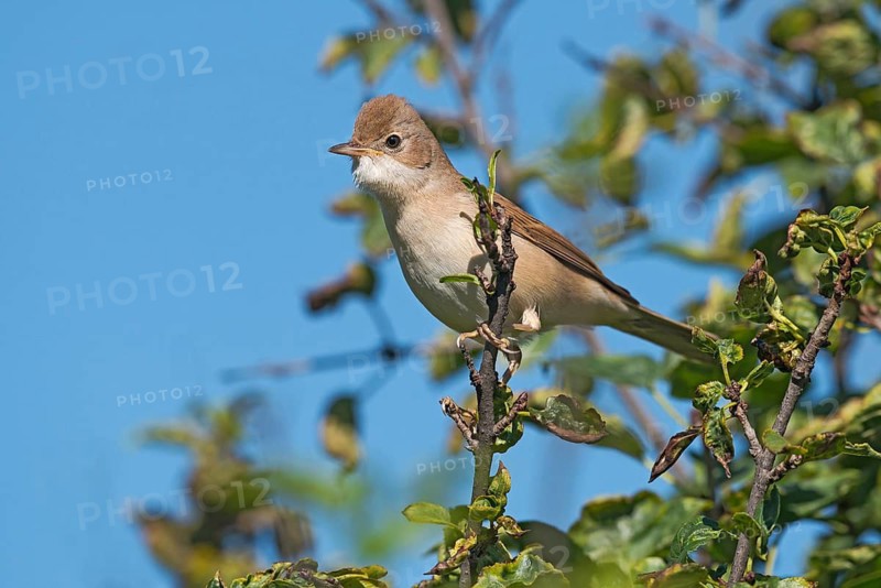 Common Whitethroat (Sylvia communis) perched on a branch, Aosta Valley, Italy