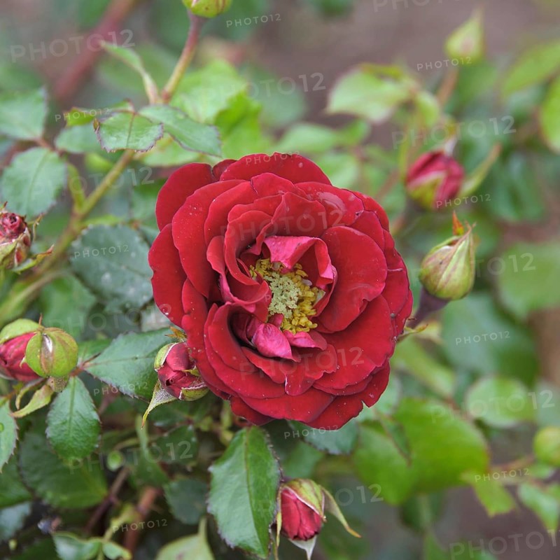 (Pink 'Tornella')