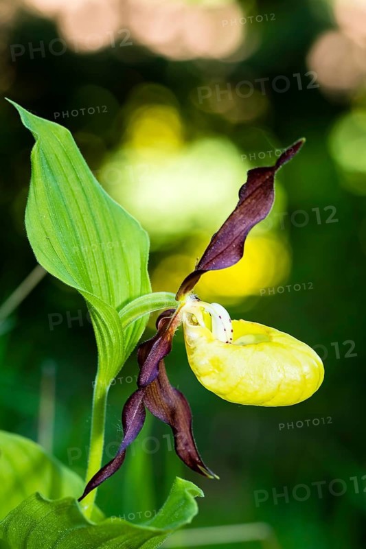 Orchids, Lady's slipper, (Cypripedium calceolus), Lower Saxony, Federal Republic of Germany