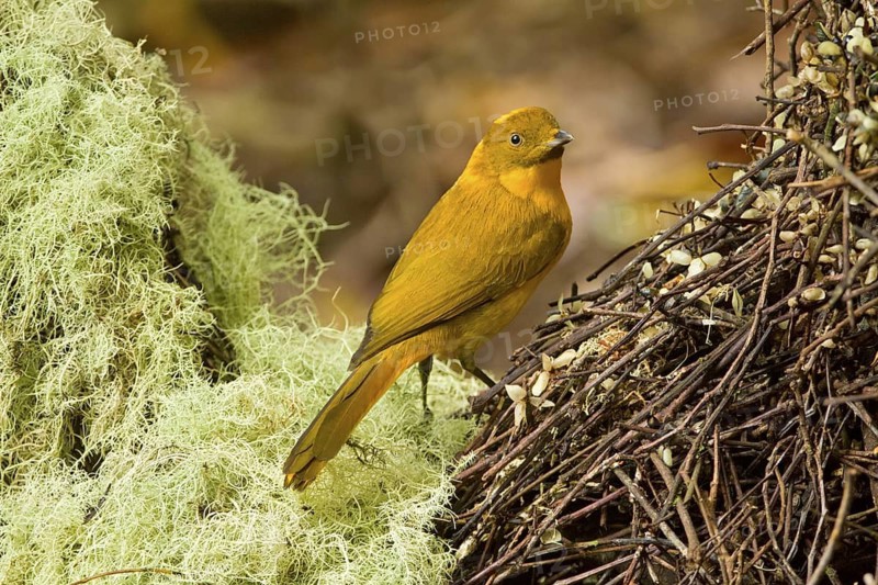 Golden Bowerbird (Prionodura newtoniana) male, Queensland, Australia