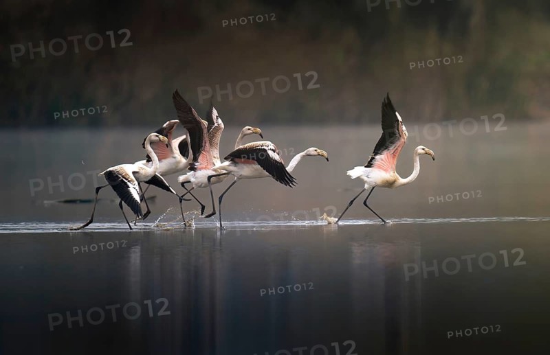 Pink flamingos (Phoenicopterus roseus), group taking off, Canton Aargau, Switzerland