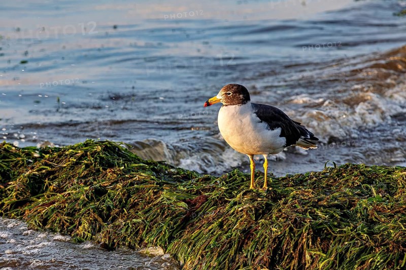 A seagull stands on seaweed on the beach with waves in the background at sunset, a Belcher's gull near Paracas in Peru (Larus belcheri)