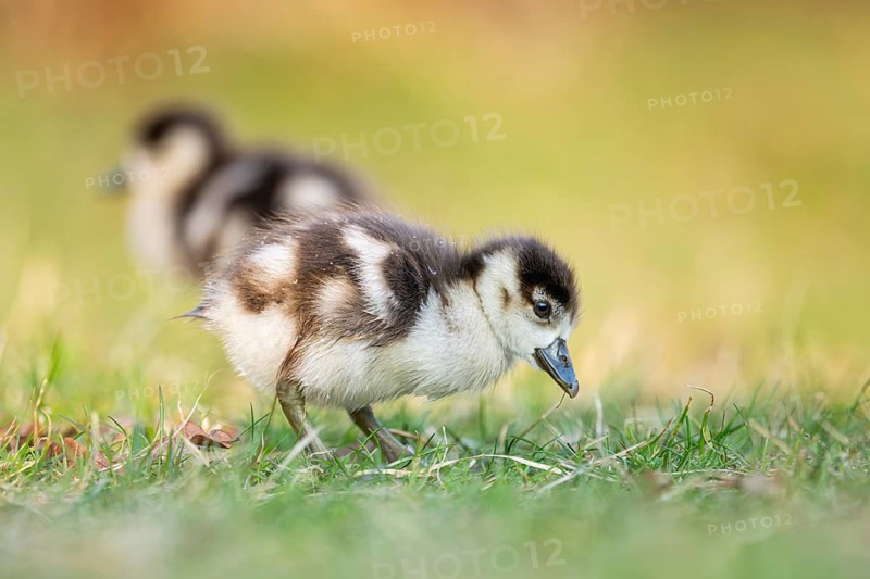 Egyptian goose (Alopochen aegyptiaca) cute chicks on a meadow at the shore of a lake, Bavaria, Germany