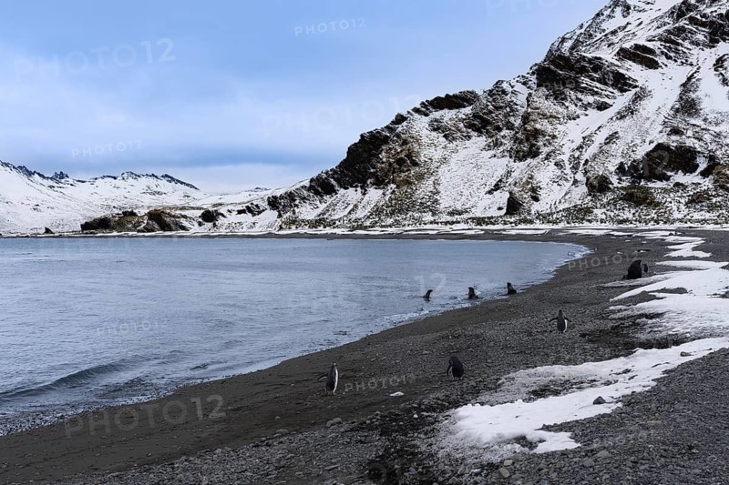 Gentoo penguins (Pygoscelis papua) and Antarctic Fur Seals (Arctocephalus gazella) on the pebble beach of a bay, snow-capped mountains in the background, Fortuna Bay, South Georgia