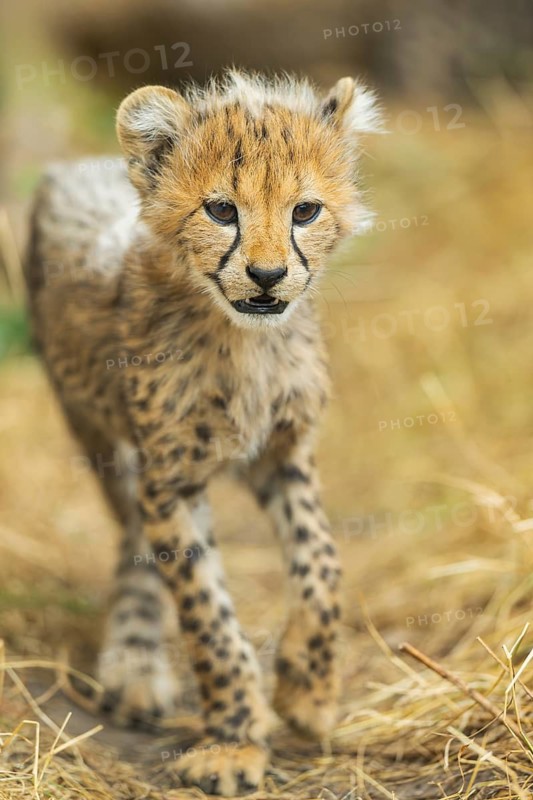 Cheetah (Acinonyx jubatus) youngster walking on a meadow, captive, occurrence Africa