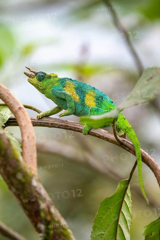 Three-horned chameleon (Trioceros jacksonii), male, between leaves on a branch, Bwindi Impenetrable Forest National Park, Uganda