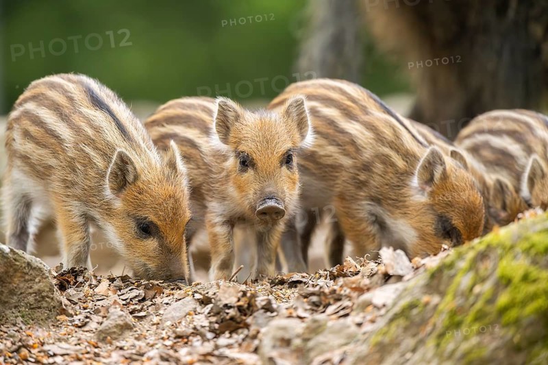 Wild boar (Sus scrofa) piglets standing in a forest, Bavaria, Germany