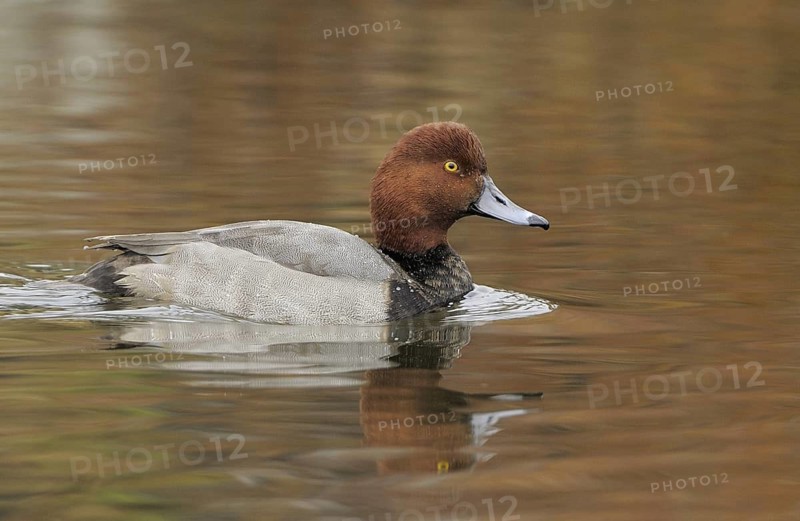 Redhead (Aythya americana) male, British Columbia, Canada