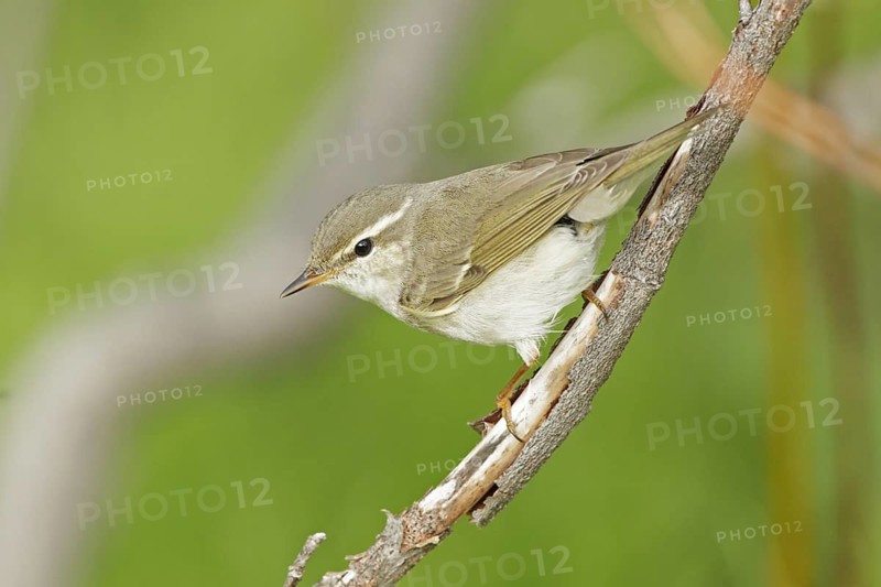 Arctic Warbler (Phylloscopus borealis), Finnmark, Norway